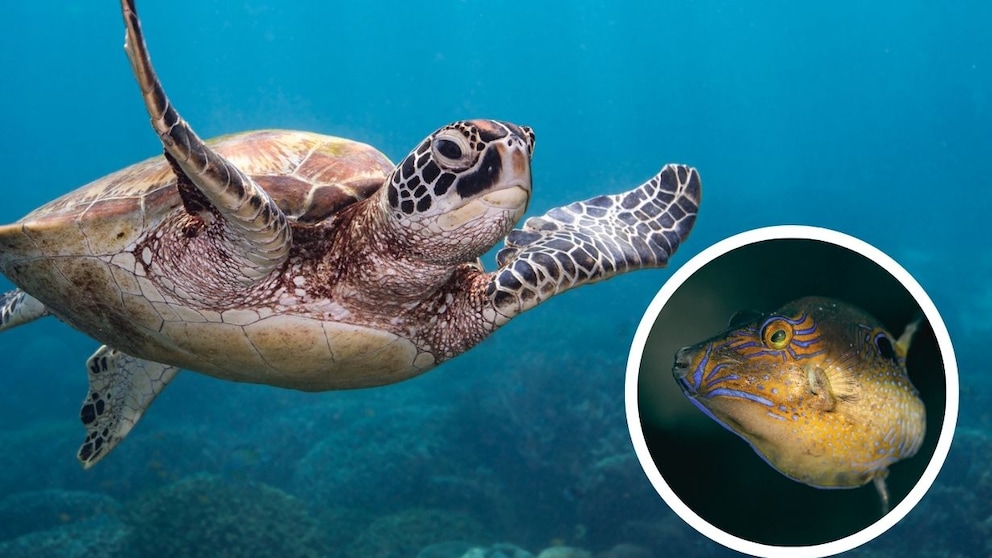Collage of an underwater sea turtle and the Caribbean sharpnose puffer (Canthigaster rostrata)