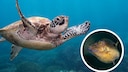 Collage of an underwater sea turtle and the Caribbean sharpnose puffer (Canthigaster rostrata)