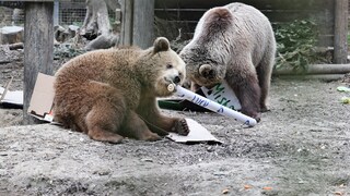 Earlier this week in the United Kingdom, two bears escaped from their enclosure and raided the park's honey supply.