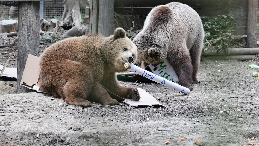 Earlier this week in the United Kingdom, two bears escaped from their enclosure and raided the park's honey supply.