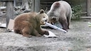 Earlier this week in the United Kingdom, two bears escaped from their enclosure and raided the park's honey supply.