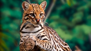 An ocelot rests on an old tree in the rainforest.
