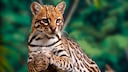 An ocelot lies on an old tree in the rainforest.