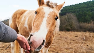 The horse takes a treat from the handler's hand.
