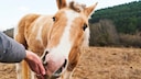 The horse takes a treat from the handler's hand.