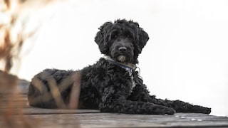 Portuguese Water Dog