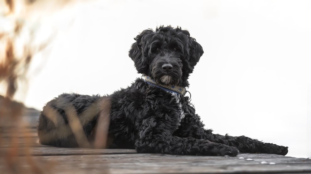 Portuguese Water Dog