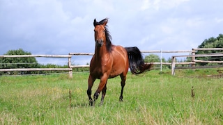 Torture Breeding in Horses