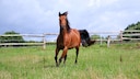 Torture Breeding in Horses