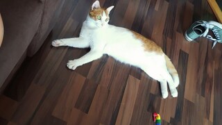 Cat Remo is lying on the floor in an attic apartment. Interestingly, the cat only sweats through its paws.
