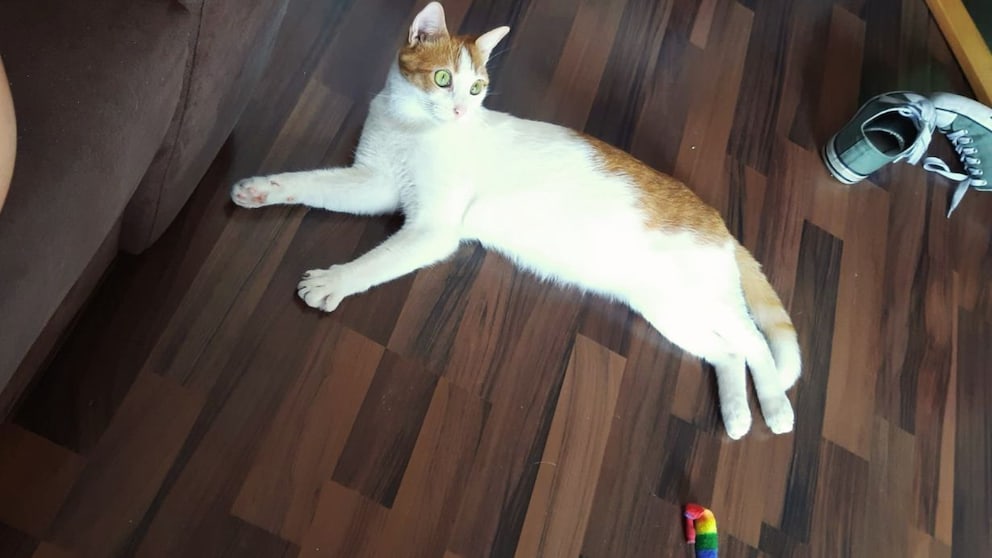 Cat Remo is lying on the floor in an attic apartment. Interestingly, the cat only sweats through its paws.