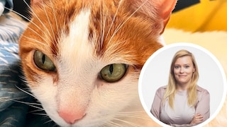 Collage featuring Tomcat Remo and pet expert Louisa Stoeffler