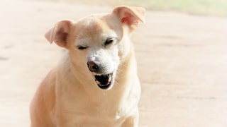A small brown dog sits in the sun and sneezes.