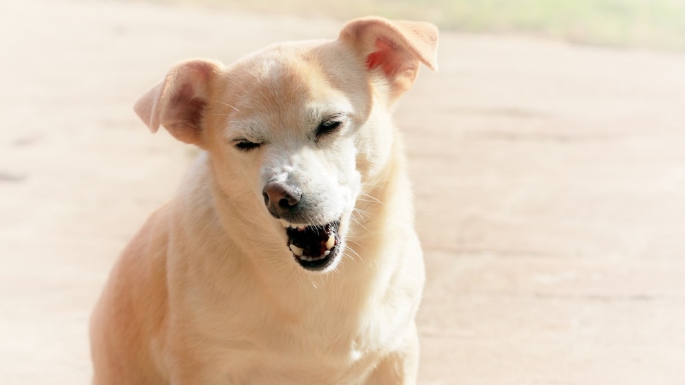 A small brown dog sits in the sun and sneezes.