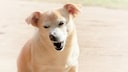 A small brown dog sits in the sun and sneezes.