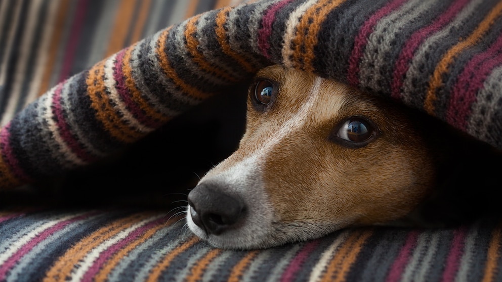 Dog Cold