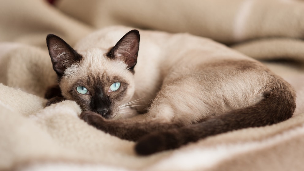 Siamese cat