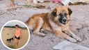Street Animals