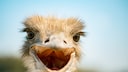 An ostrich begins its courtship display.