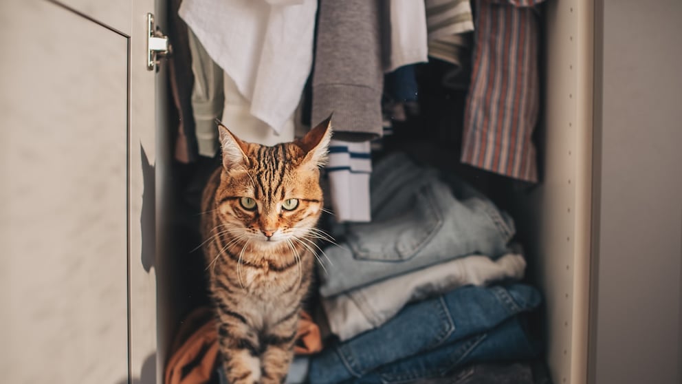 Cat Sits in the Closet