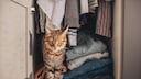 Cat Sits in the Closet