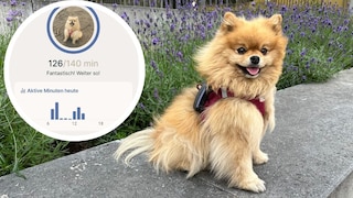 Yumi with Tractive Tracker