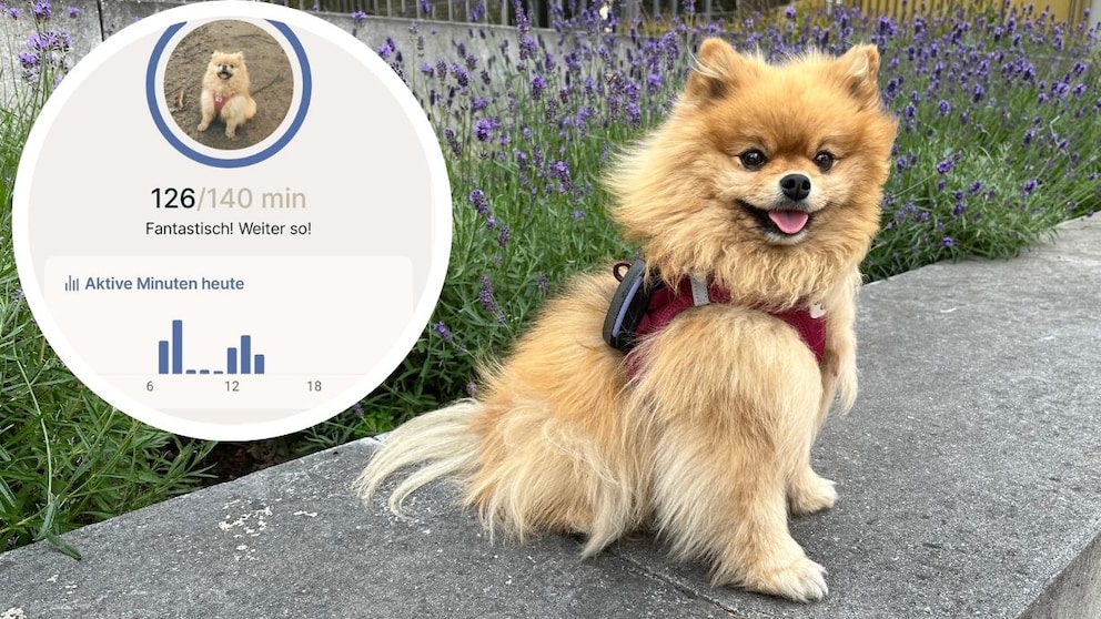 Yumi with Tractive Tracker