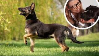 German Shepherd