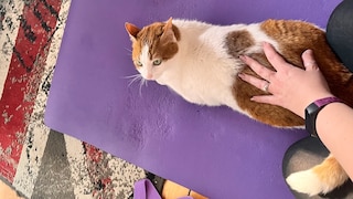 Cat Remo is lying on the yoga mat.