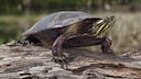 Painted Turtle (Chrysemys picta)