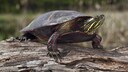 Painted Turtle (Chrysemys picta)