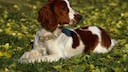 The Welsh Springer Spaniel is one of the oldest known dog breeds that has survived to this day.