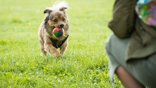 A dog runs across a meadow with a ball in its mouth.