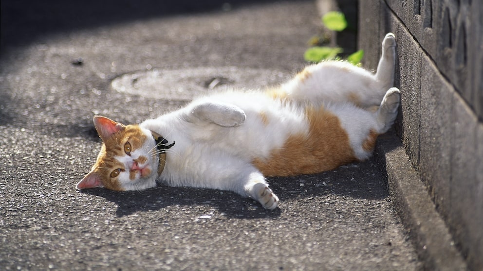A relaxed cat lying face-up on concrete
