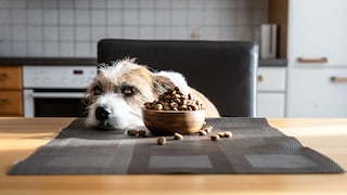 Dog Lies Listlessly Before Its Food