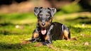 German Hunting Terrier in the Forest