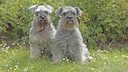Two miniature schnauzers sit on a meadow