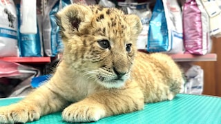 A liger cub sits in the Zaharesti Zoo near the city of Suceava in northeastern Romania (undated photo). The animal was born in mid-May 2025.