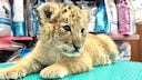 A liger cub sits in the Zaharesti Zoo near the city of Suceava in northeastern Romania (undated photo). The animal was born in mid-May 2025.