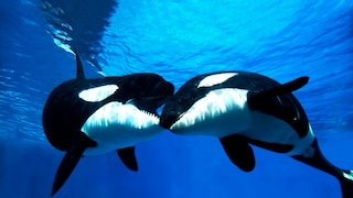 Two orcas touching each other with their mouths