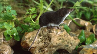 One should not underestimate the water shrew because of its size.