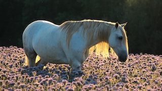 Barbs are one of the oldest cultivated horse breeds in the Mediterranean region.