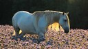 Barbs are one of the oldest cultivated horse breeds in the Mediterranean region.