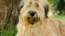 The Schafpudel is an Old German herding dog that is now rarely found.