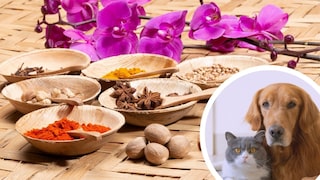 Indian Spices and Portraits of Dogs and Cats (Circle)