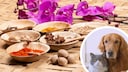 Indian Spices and Portraits of Dogs and Cats (Circle)