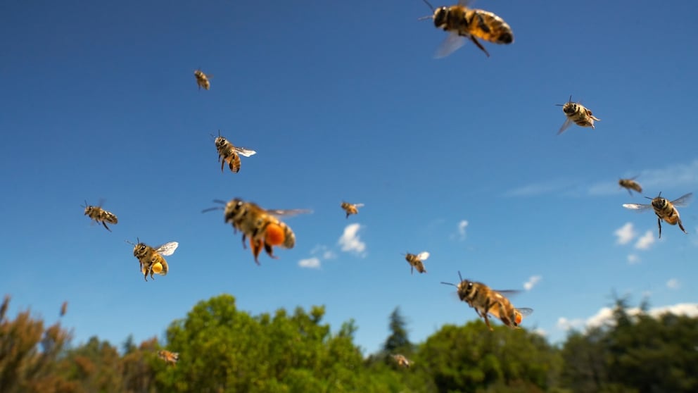 Bees approaching their hive with pollen baskets on their legs