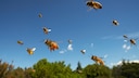 Bees approaching their hive with pollen baskets on their legs
