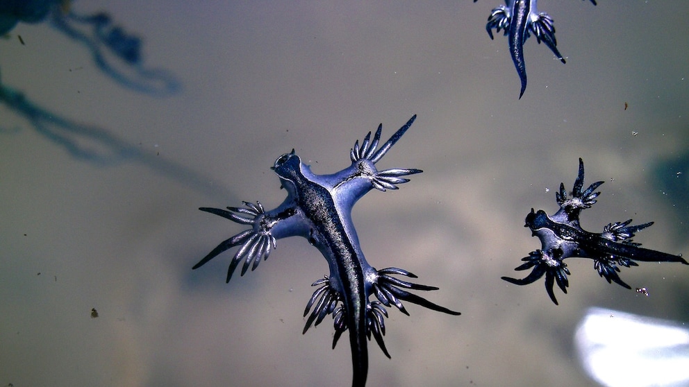 The Blue Dragon in the Sea