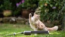 Long-haired cat plays with sprinkler water on a lawn